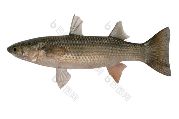 莉莎 haematocheilus，redlip 鲻鱼,
