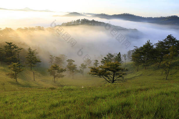 梦幻般的迷雾森林与松树和山在阳光下