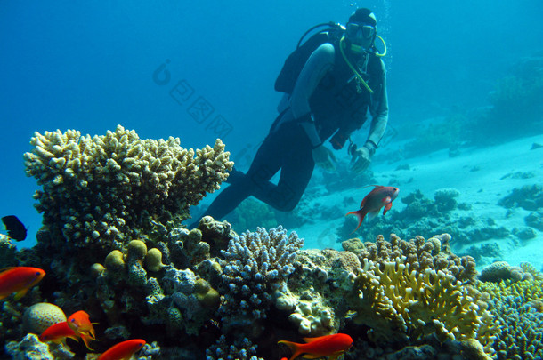 潜水员以上热带海珊瑚礁