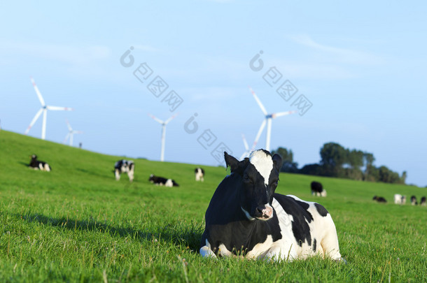 荷斯坦<strong>奶牛</strong>在草地上休息