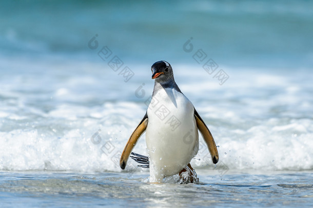 巴布亚企鹅和一波.