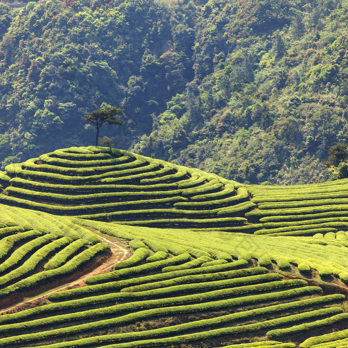 茶园 茶山