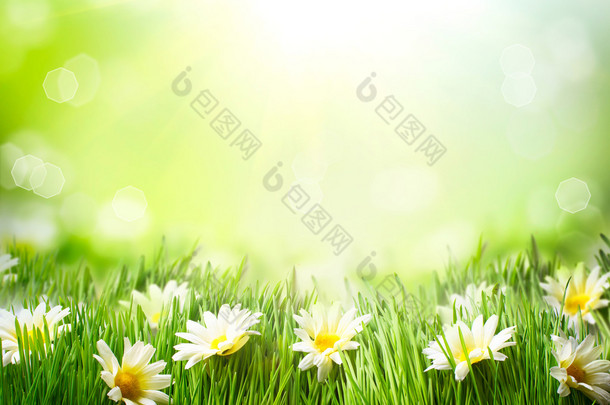 春梅多与雏菊。草与花的边界