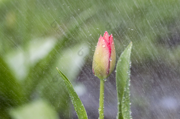 单花在春雨中