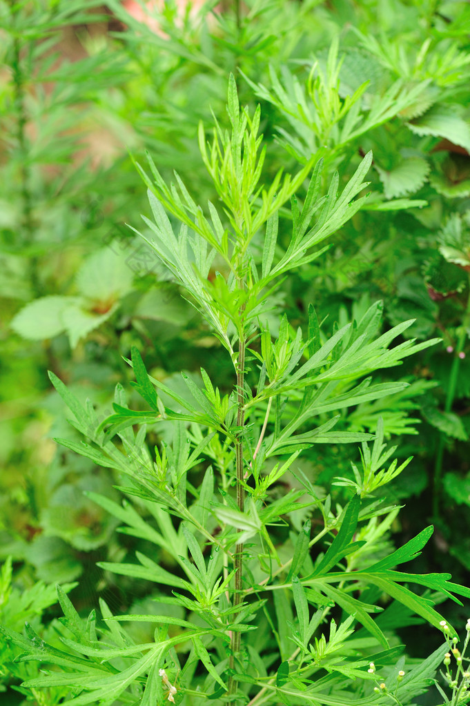 艾蒿植物