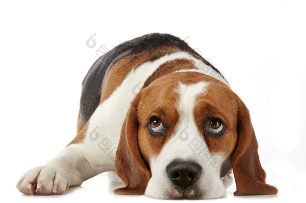 beagle hund