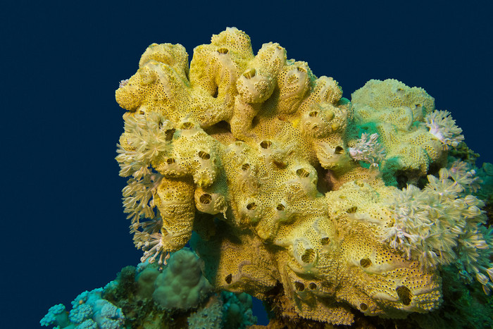 珊瑚礁与伟大黄海海绵底部的热带海 海底阳光