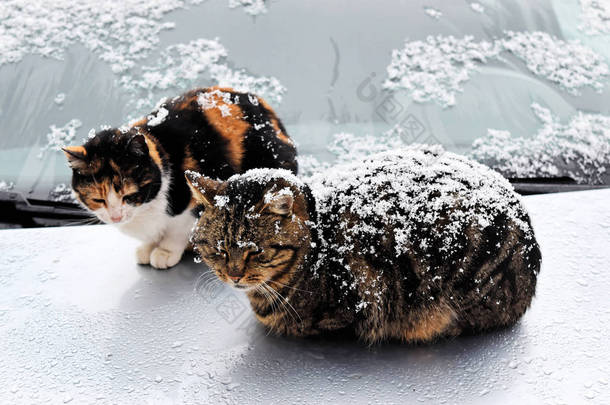 在冬天的流浪猫