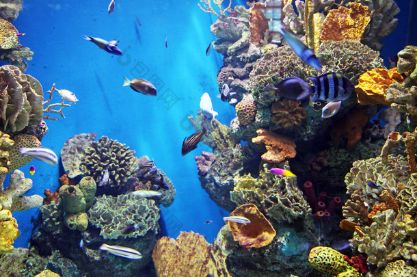 水族馆 → 大井海滨与海底生活