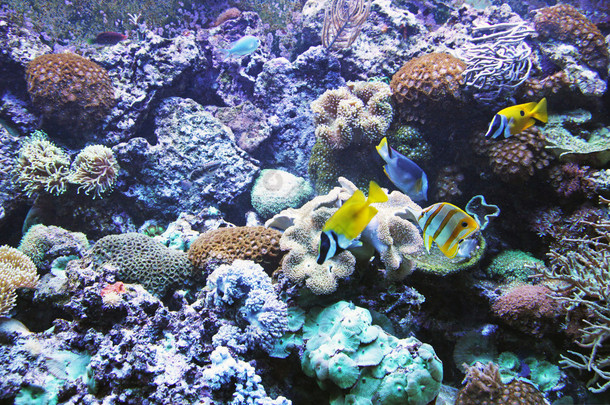 水族馆 → 大井海滨与海底生活