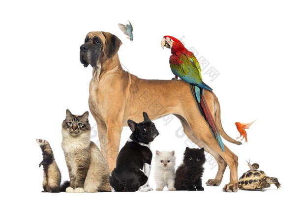 组的宠物<strong>狗</strong>、 猫、 鸟、 爬行动物、 兔，关于 whi 隔离