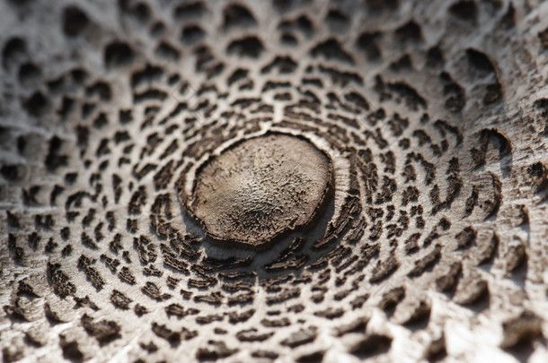 详细的阳伞蘑菇 (macrolepiota procera).