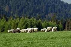 群羊在 pieniny 山