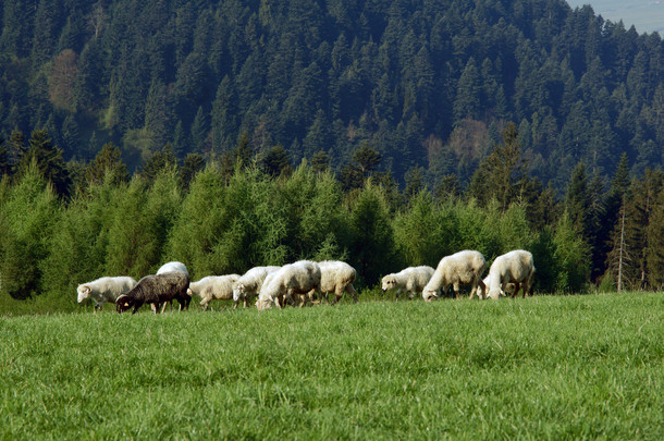 群羊在 pieniny 山