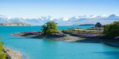 美丽风景的花卉园、 树、 湖和雪的山在新西兰南岛的特卡波湖