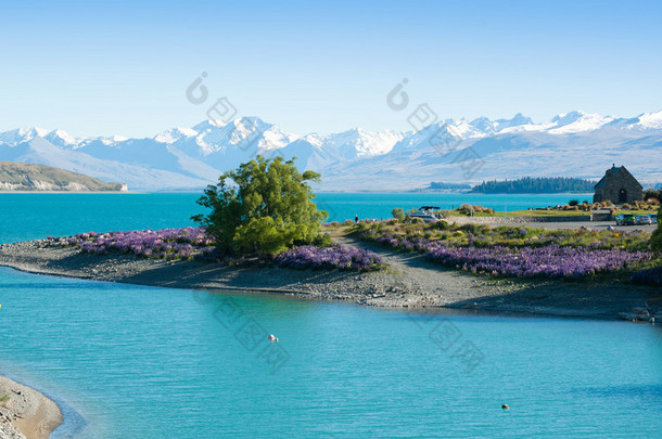 美丽风景的花卉园、 树、 湖和雪的山在新西兰南岛的特卡波湖