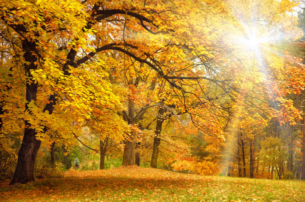 金色秋天与阳光-美丽的森林<strong>树木</strong>