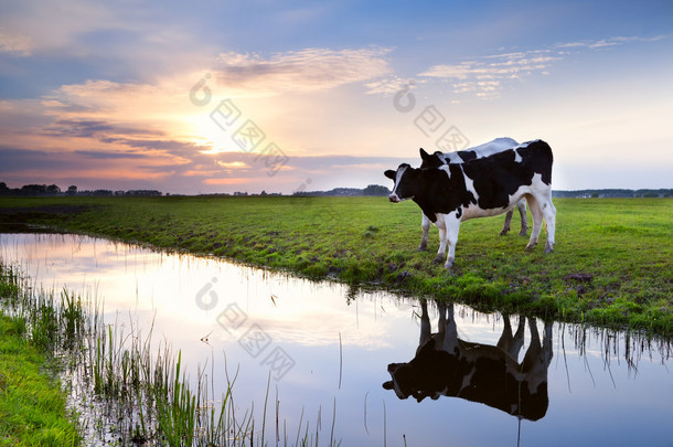 两个奶牛由日落时河