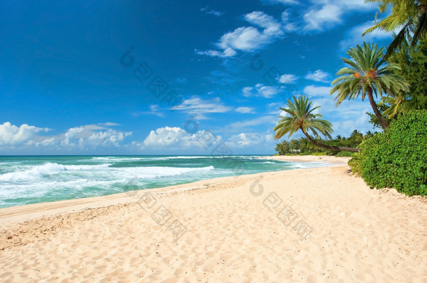 非接触式的沙滩与棕榈树和表现力的蔚蓝海洋