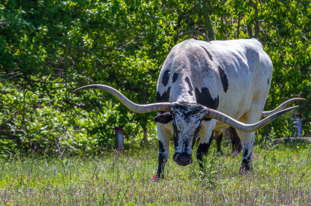 放牧在牧场上放牧与野花生长在德克萨斯州的大得克萨斯长角牛.