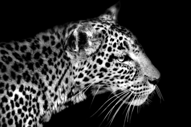豹子在黑色和白色