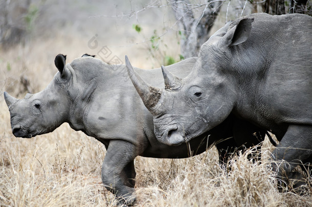 母亲和婴儿的犀牛