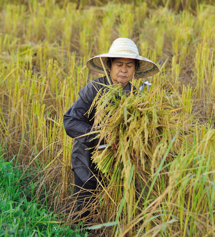 在外地的农民，这是收获的季节