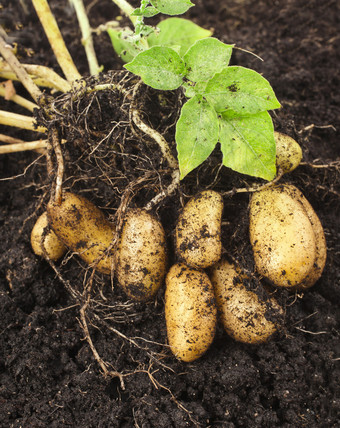 马铃薯植物与土壤泥土表面的块茎图片