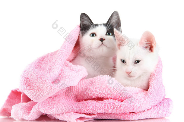 两只小猫在白色上孤立的粉红色毛巾