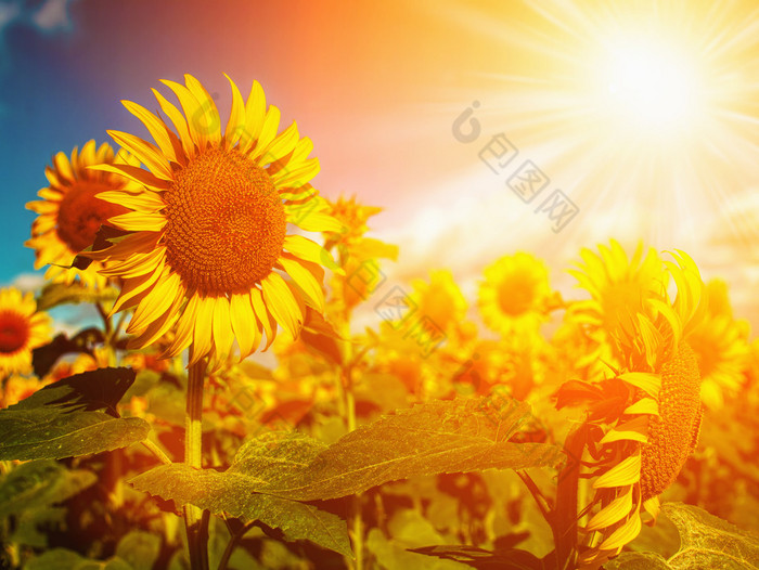 快乐的草甸金夏阳光下的向日葵田间
