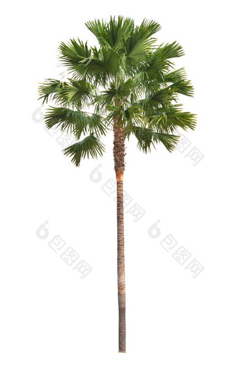 棕榈树孤立白图片