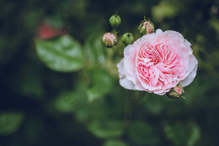 花园里的多彩玫瑰