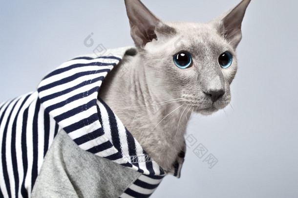 peterbald 猫在肉体