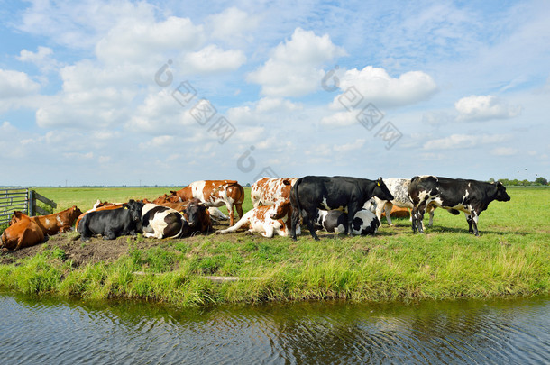 户外牛在草地上
