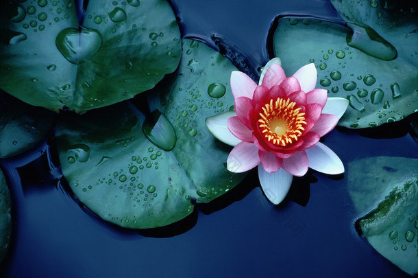 明亮的彩色水百合或莲花漂浮在深蓝色的水池塘