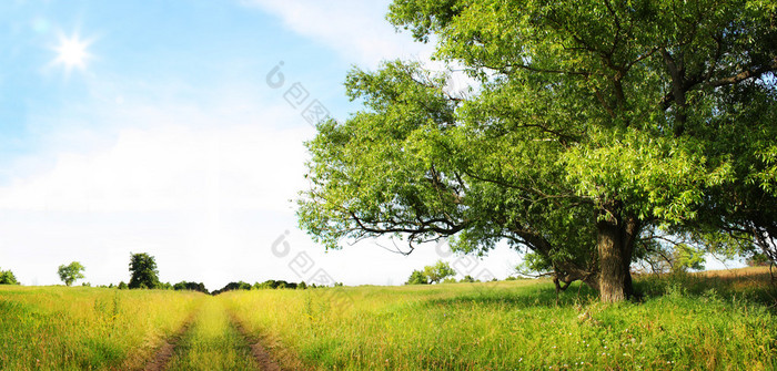 夏天风景与绿草、 路和老树