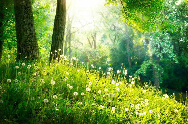 春天里美丽的风景。绿草及树木