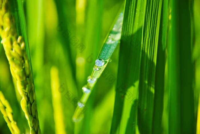 在水稻上的露珠. 收水稻