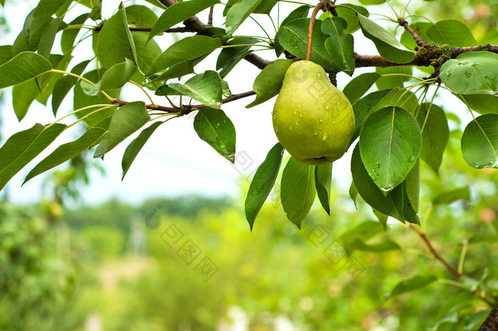 梨果乌饭果嘉宝果菲油果龙功果图片-包图网企业站