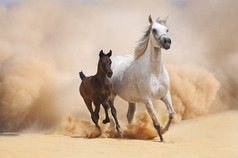 阿拉伯母马和马驹舞动的沙漠