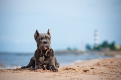 甘蔗高素小狗在沙滩上