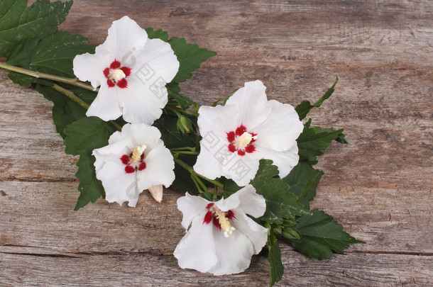 木制背景上的白色芙蓉花