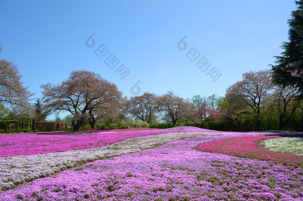 风景与粉红色花、 粉红青苔、 shibazakura