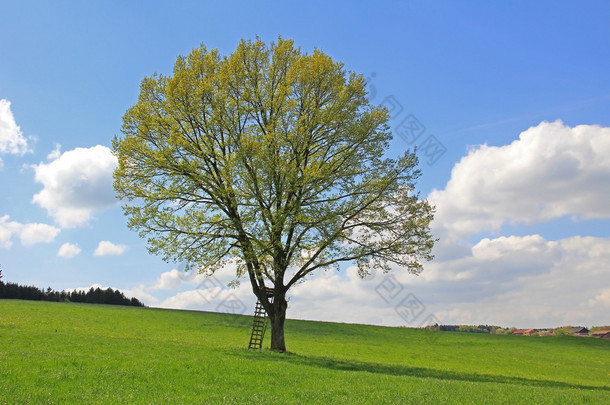 棵孤独<strong>的</strong>树，猎人<strong>的</strong>位子，德国风景与云