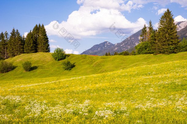 在阿尔卑斯山的花草甸