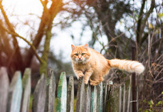 在古老的木栅栏上行走的蓬松姜狸花猫