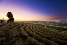 在泰国清莱茶种植园景观观日出日落.