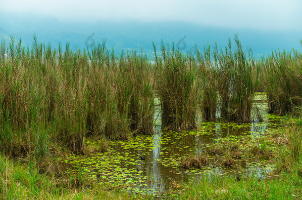 水生植物在沼泽<strong>中</strong>