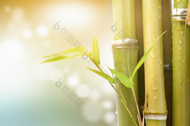 竹的叶子和茎