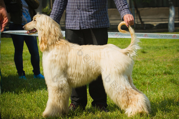 阿富汗猎犬肖像.